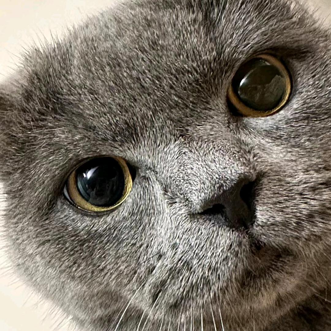 吼吼吼～