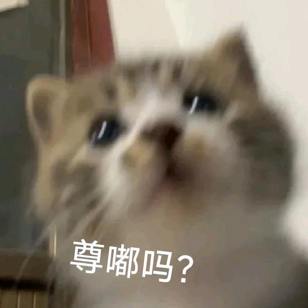 爱做煎饼狗子的企鹅