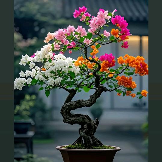 明天会更好
