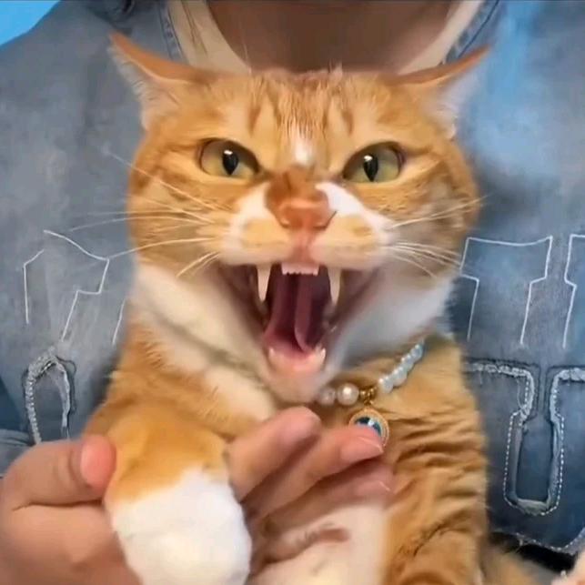 社恐内向的哈气猫