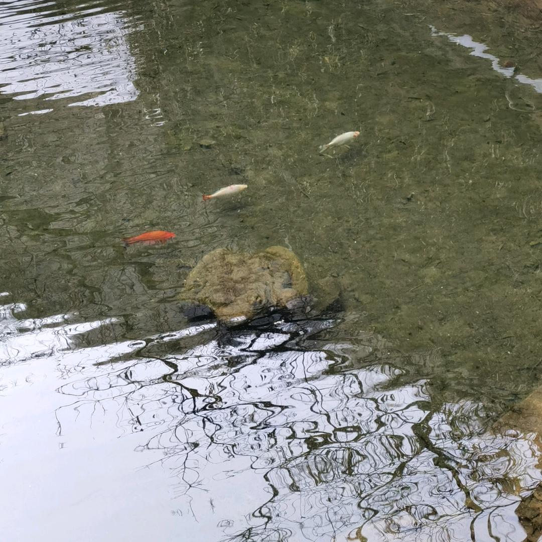 🇨🇳房先生