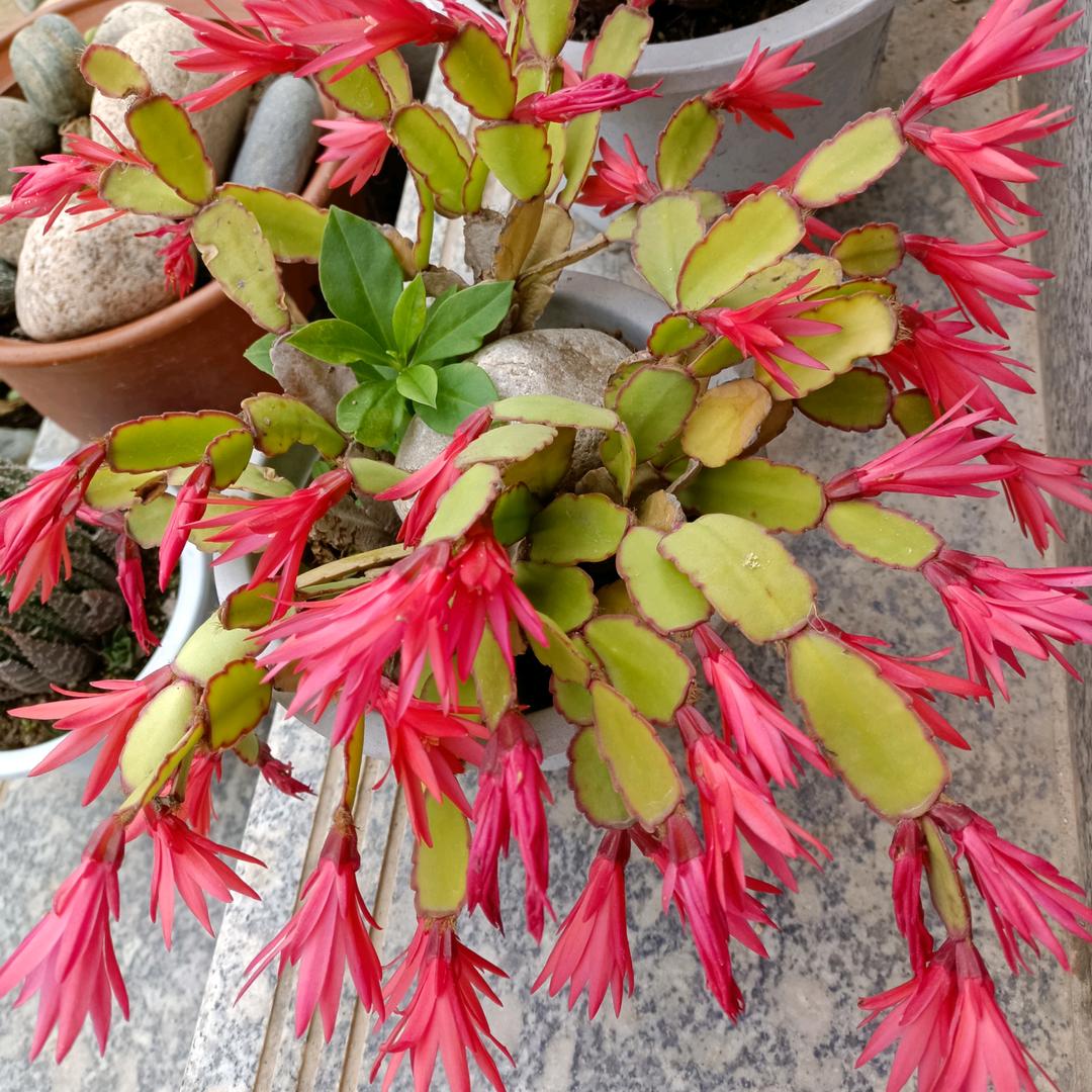 艳（伏镇老街江洛棒棒面）