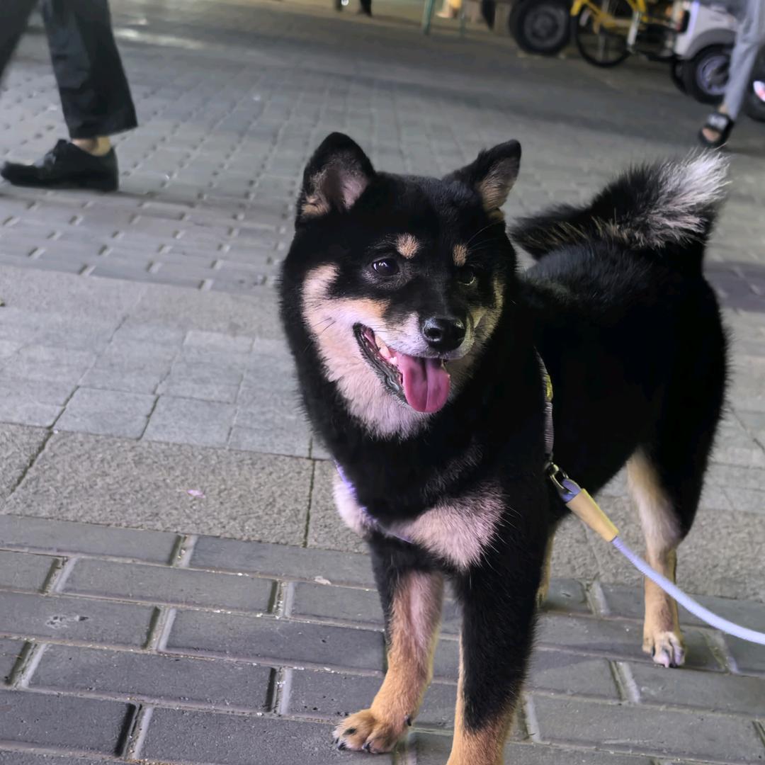 小栗子.