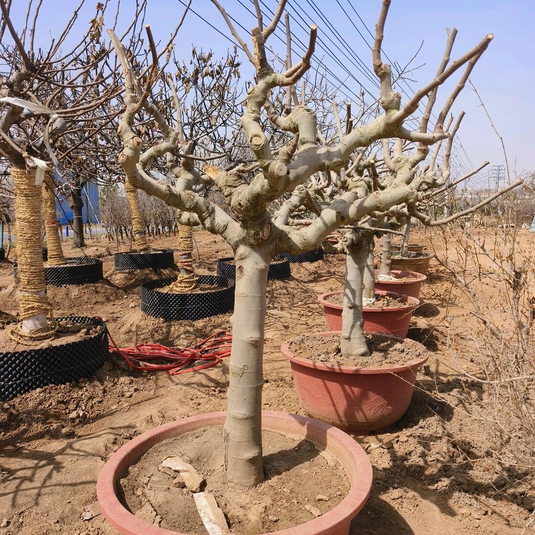 鲁森果树苗木专营店无花果
