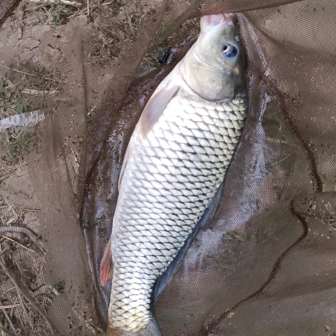弹吉他的何鲫长🎣