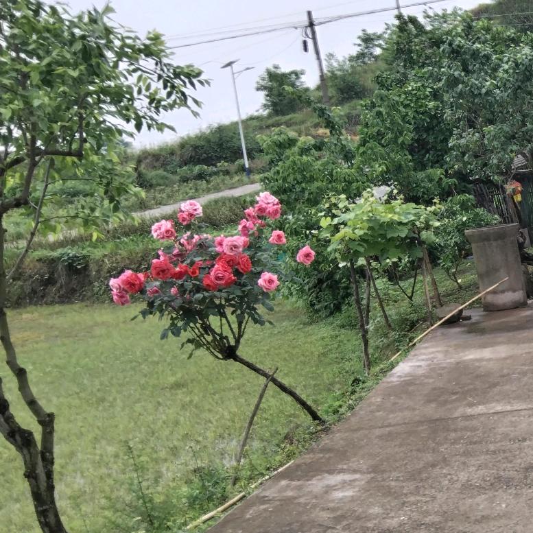 四州