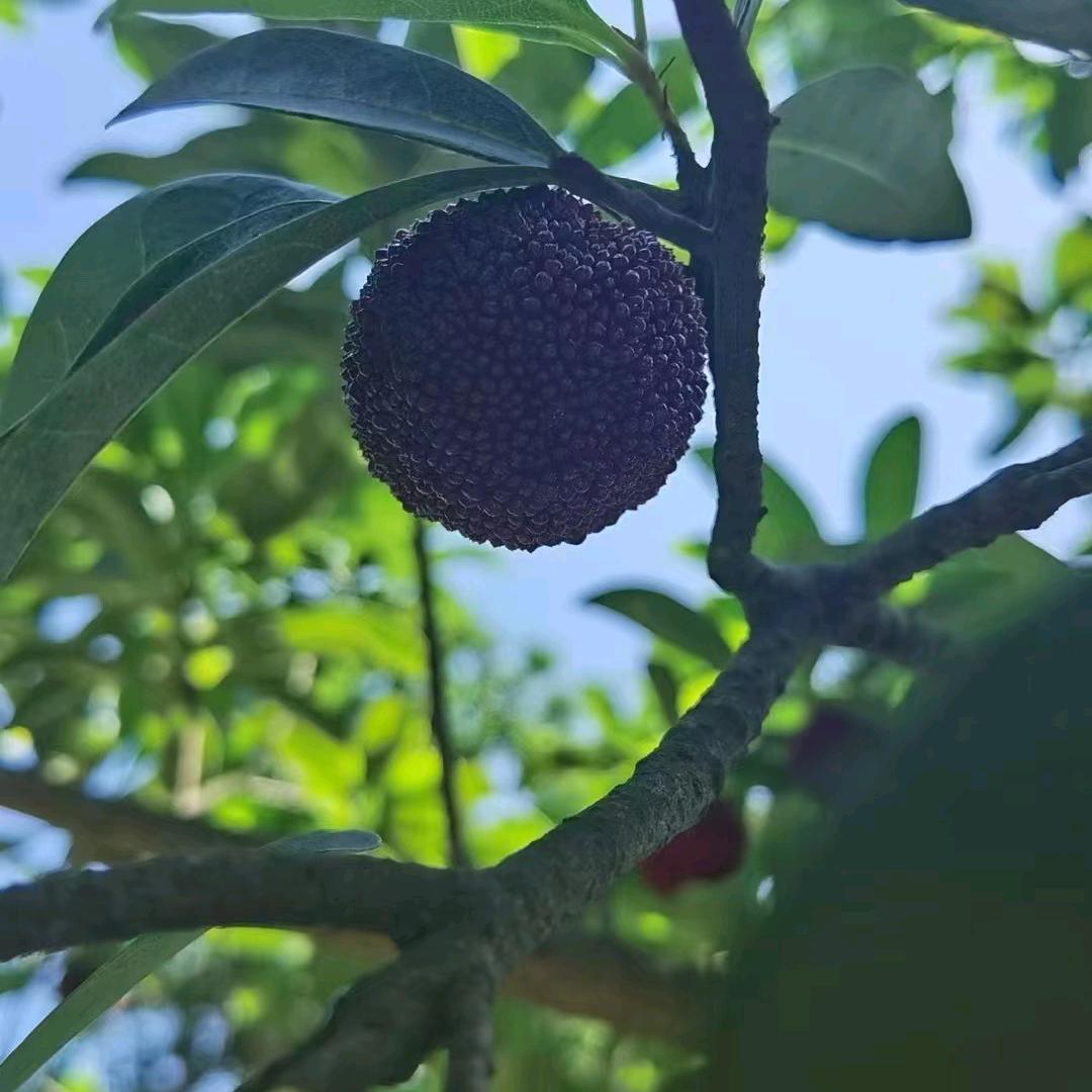 挪珠🐖益杂，铜钿💰100