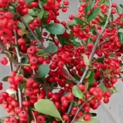 ල᭄往事💞清零ꦿ᭄