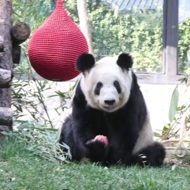 ༺࿈༻东北玲姐♤♡🐼