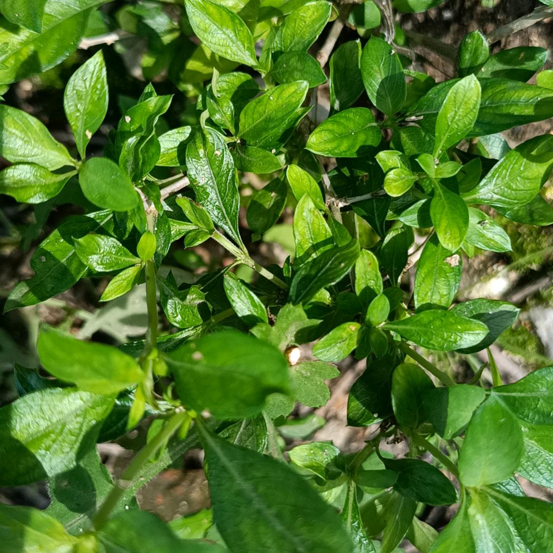 错爱一生毁终身