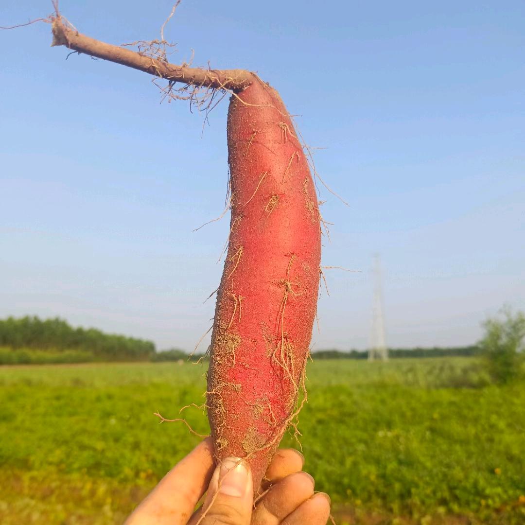大君榴莲蜜薯供应链