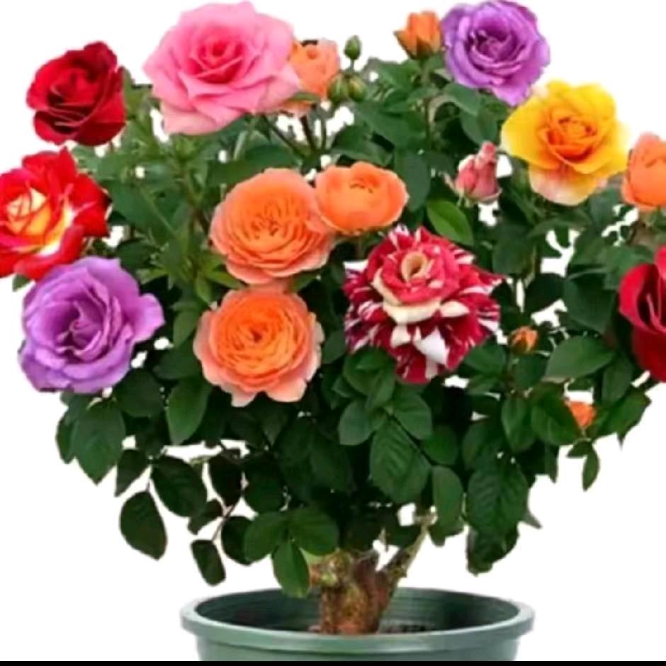 开心快乐太奶奶