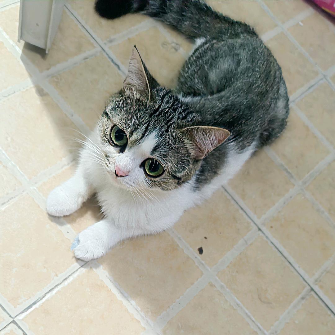 滕州大脸锅盔，脆皮臭干