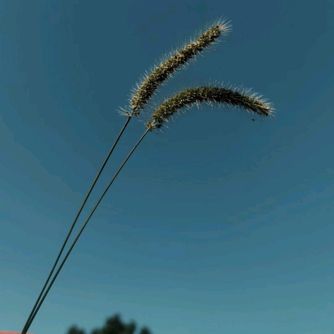 浅浅