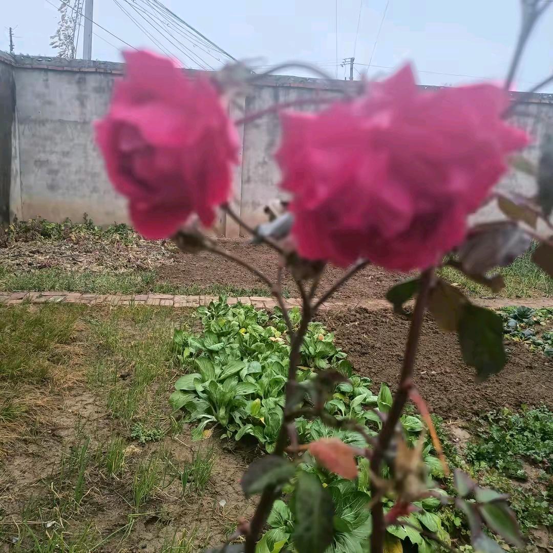 无烦恼的人
