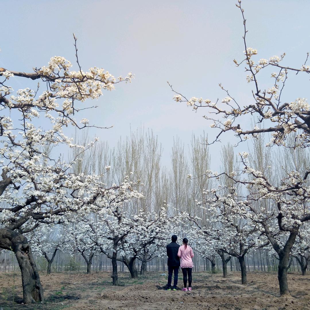 陈树森
