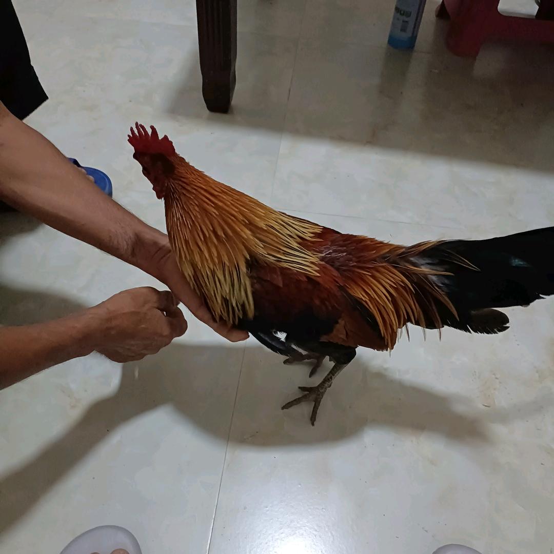 余老大
