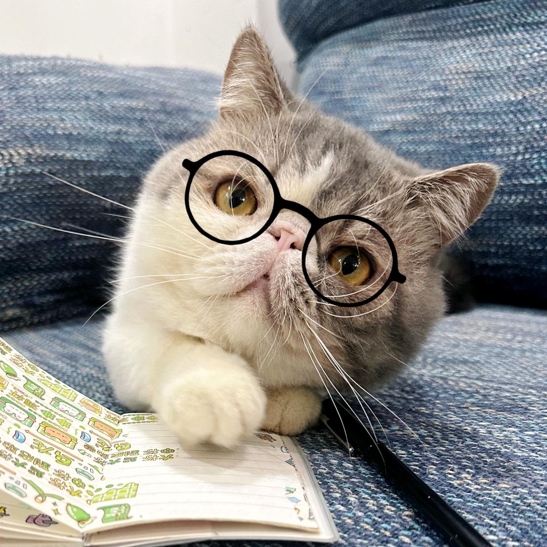 宝玉哥哥的加菲猫