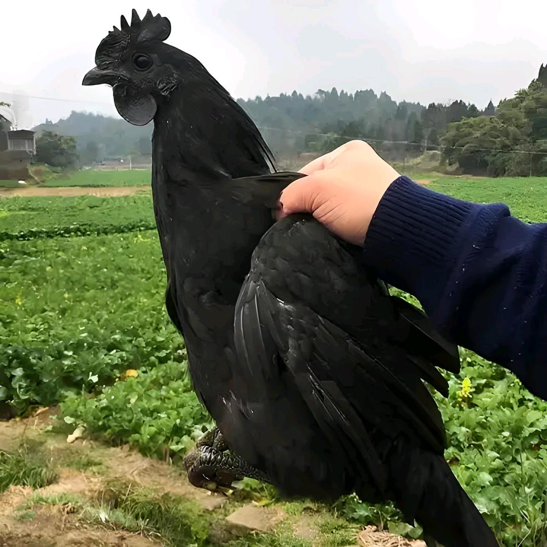 小杰哥农场
