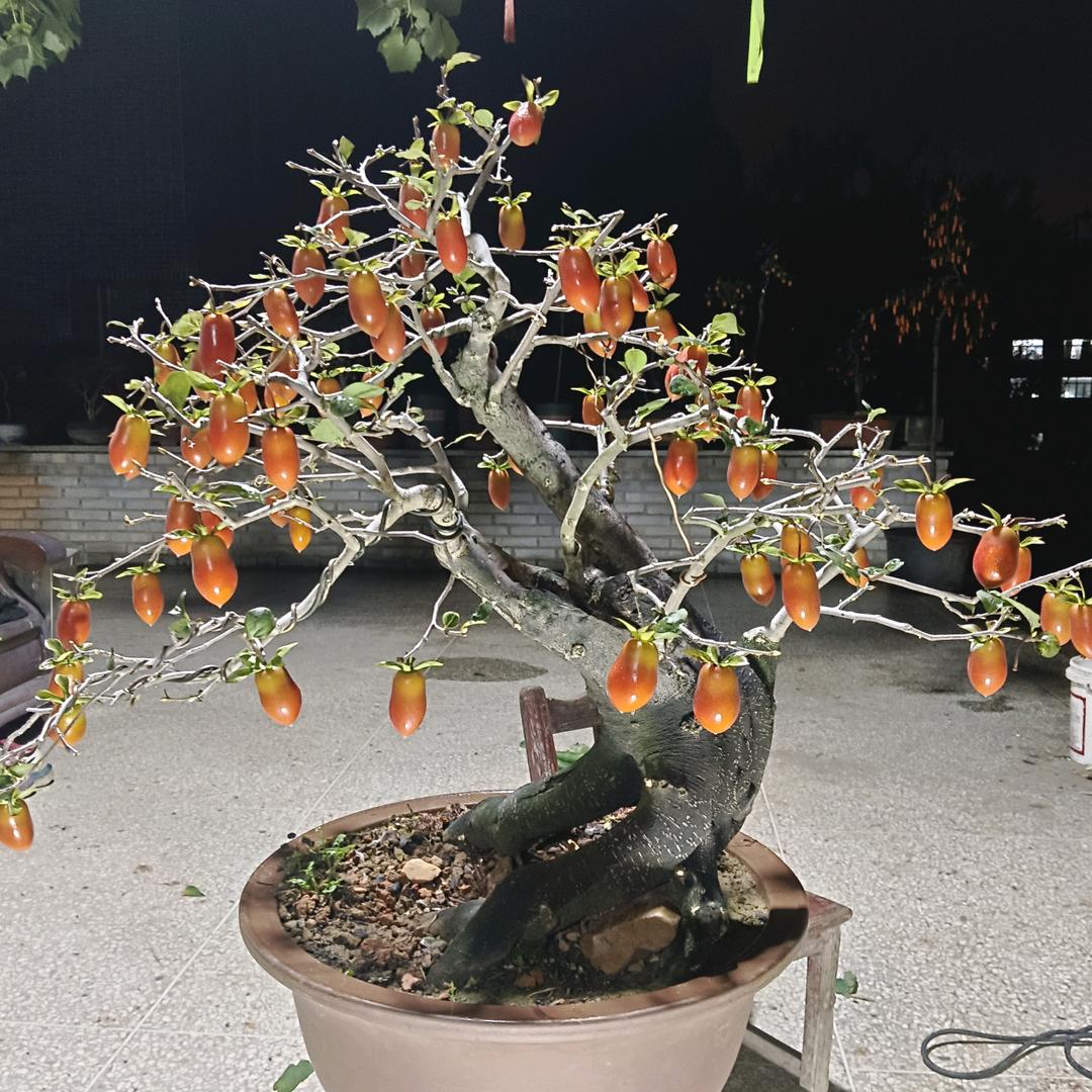 伟群