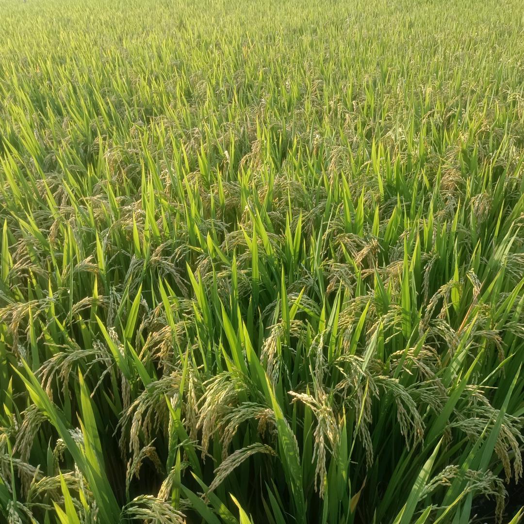 秦天o( ❛ᴗ❛ )o