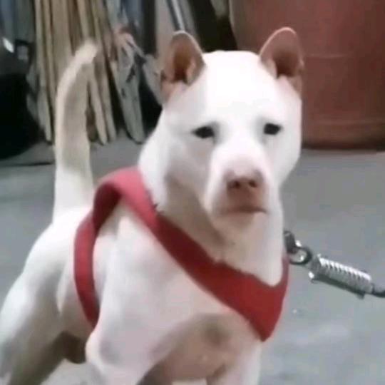 从江猎犬养殖基地