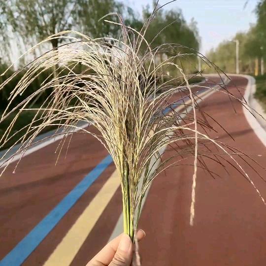 “心静如水”