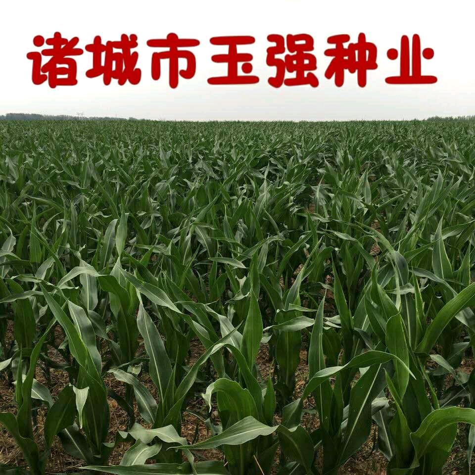 玉强种业