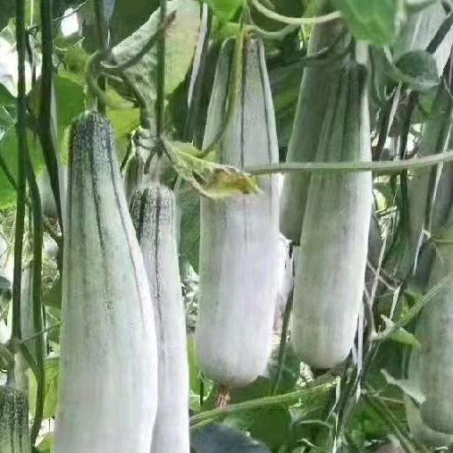 💎寿光泉成育苗哥哥🍈🍉🍆