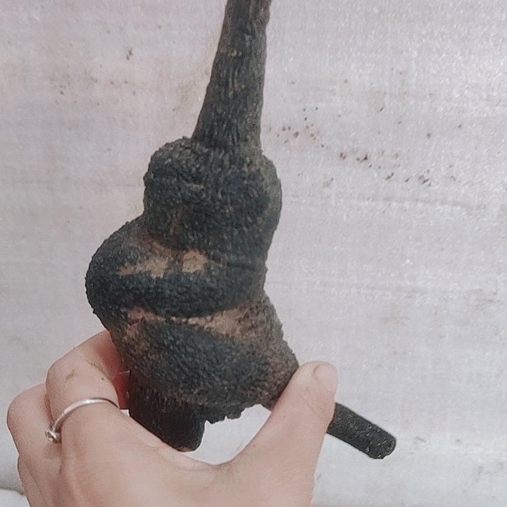 金弹子唐唐山桩