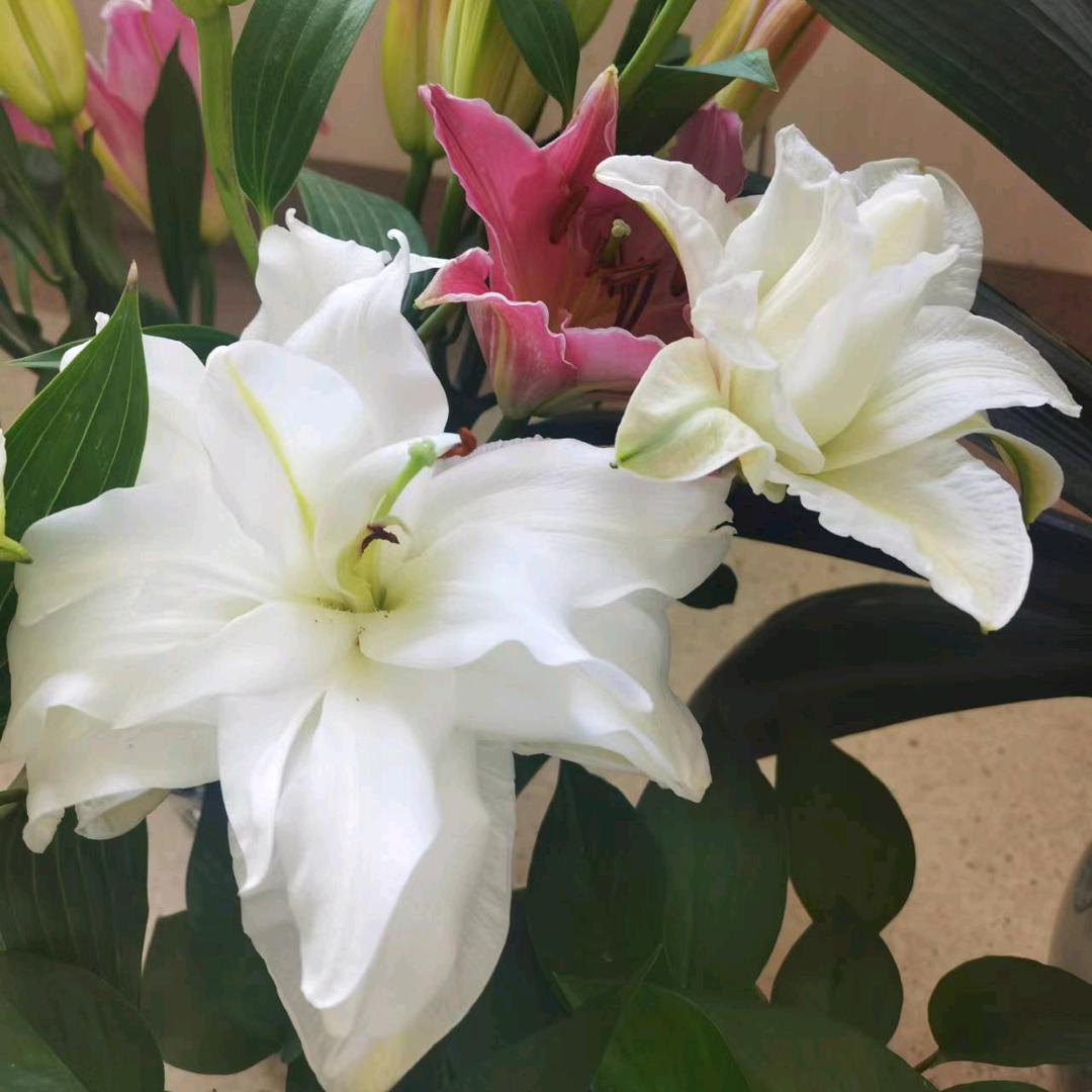 协和淋巴瘤_张利玲