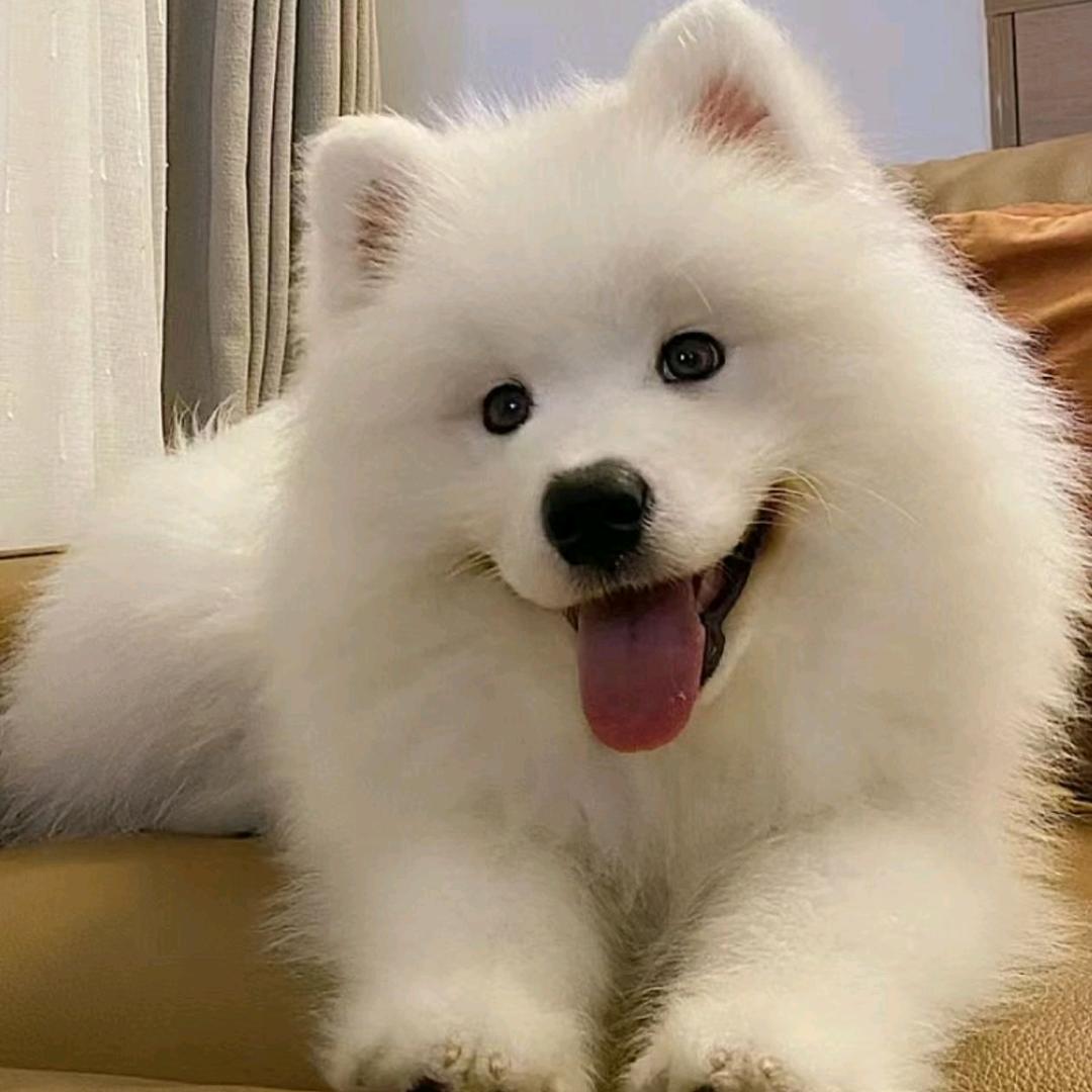 耶耶大王👑