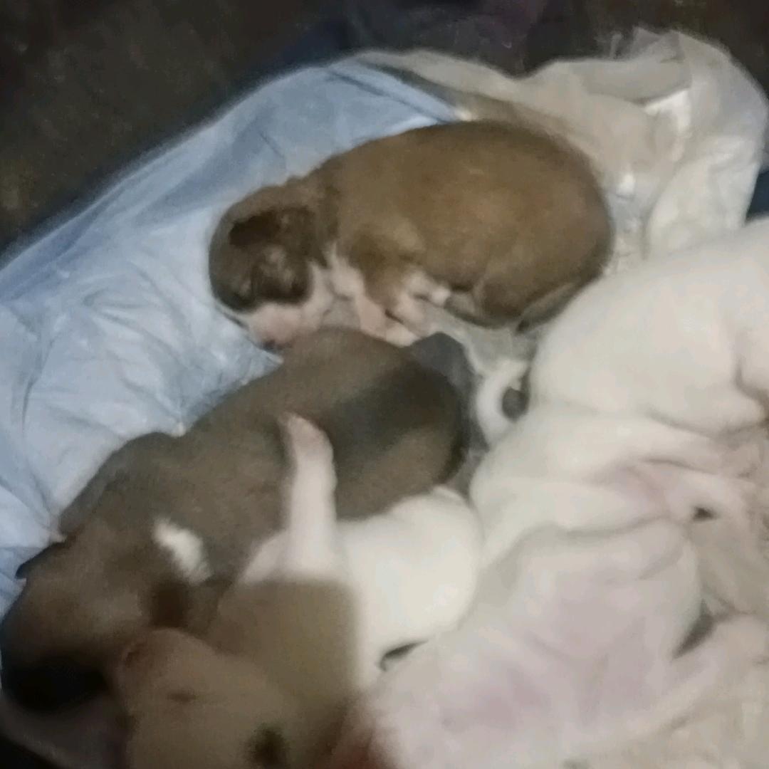 丽丽动漫