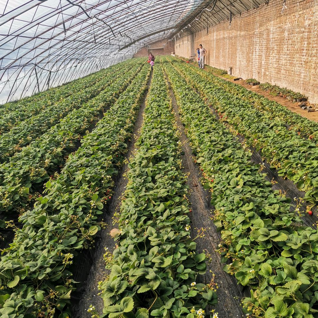益香园草莓釆摘