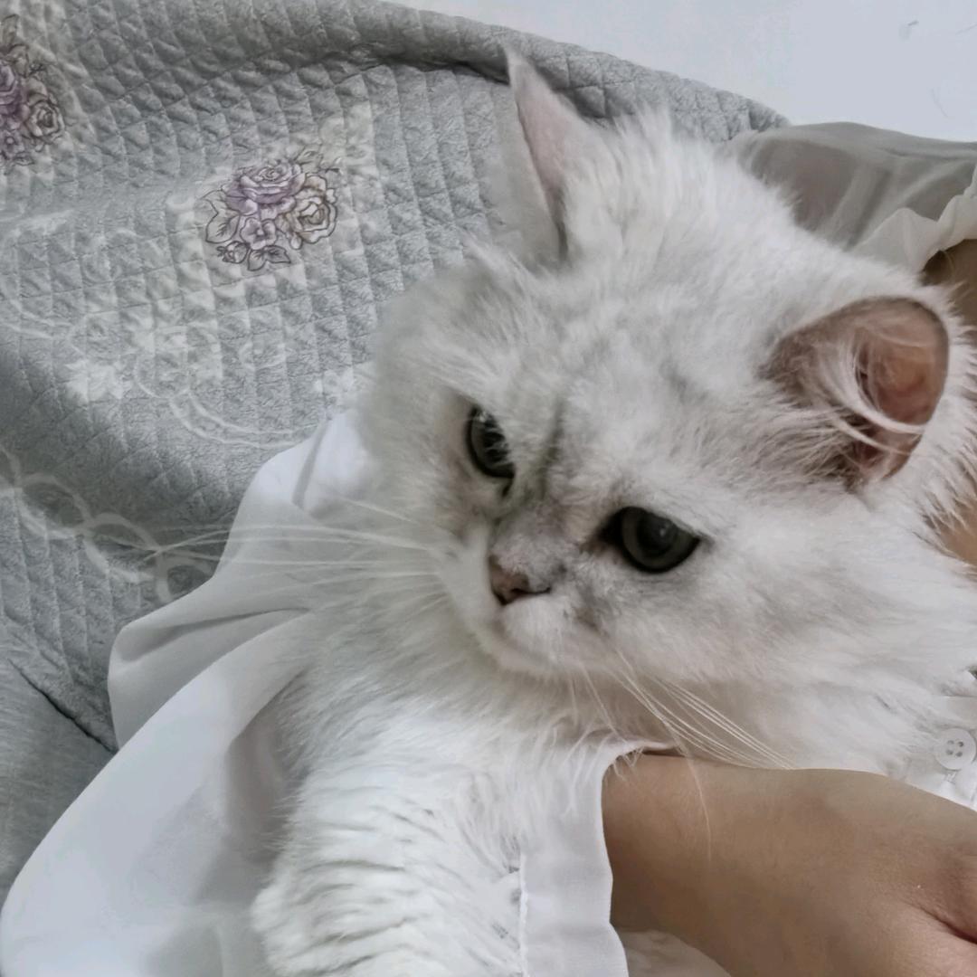 么凹猫