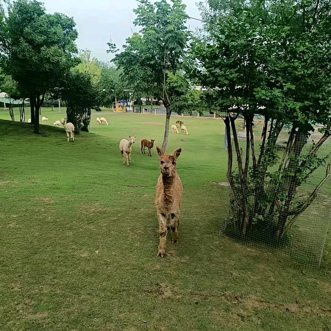 梁后芬