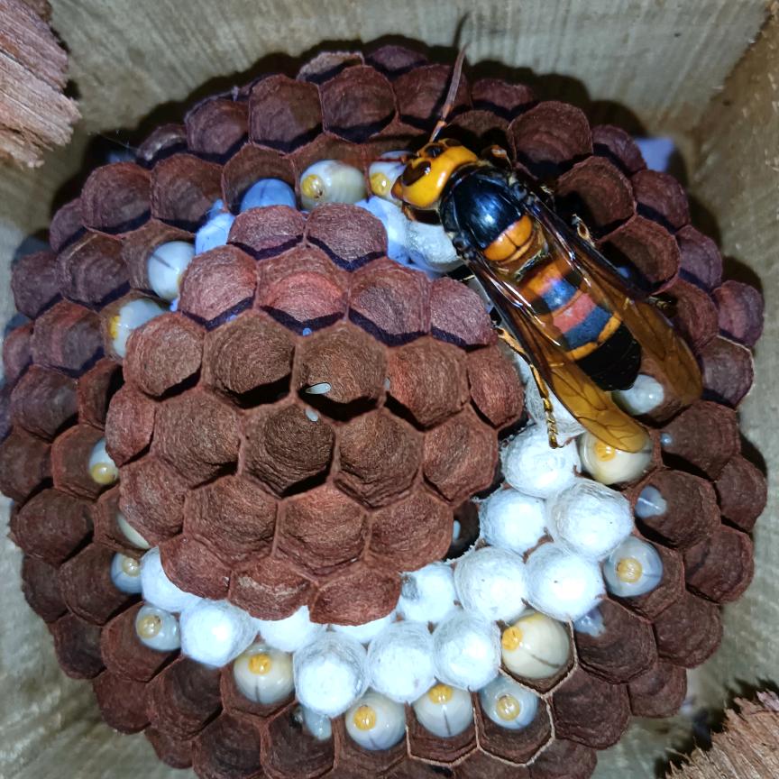 【腾冲：蜂农】