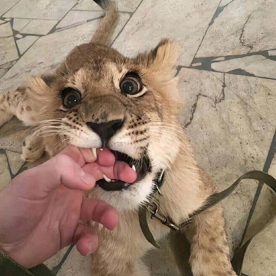W🐾