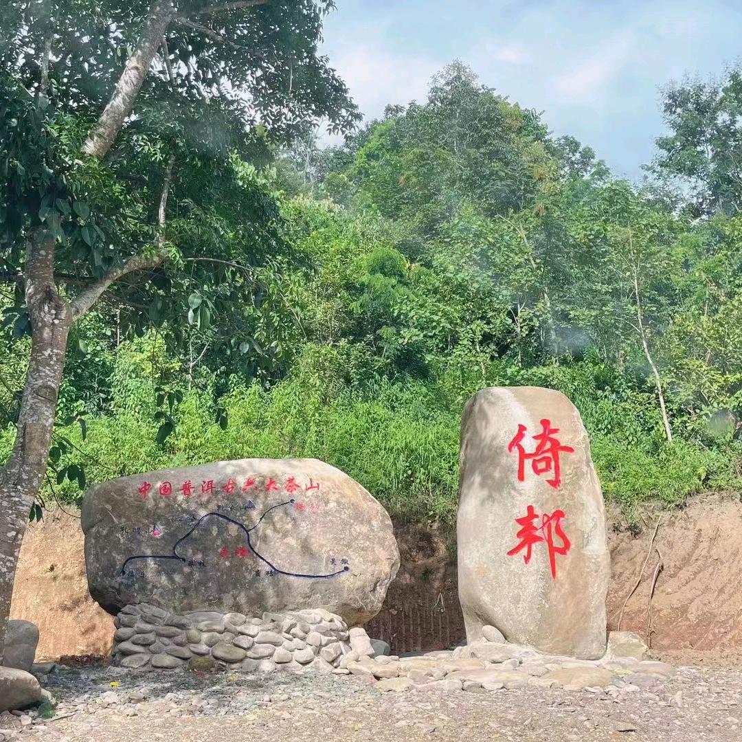 倚邦茶山大黑树林，小李锅