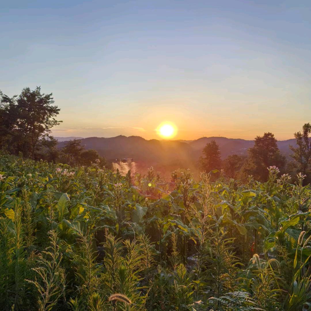 新农人小雷（绿康合作社，无人机飞防大疆）