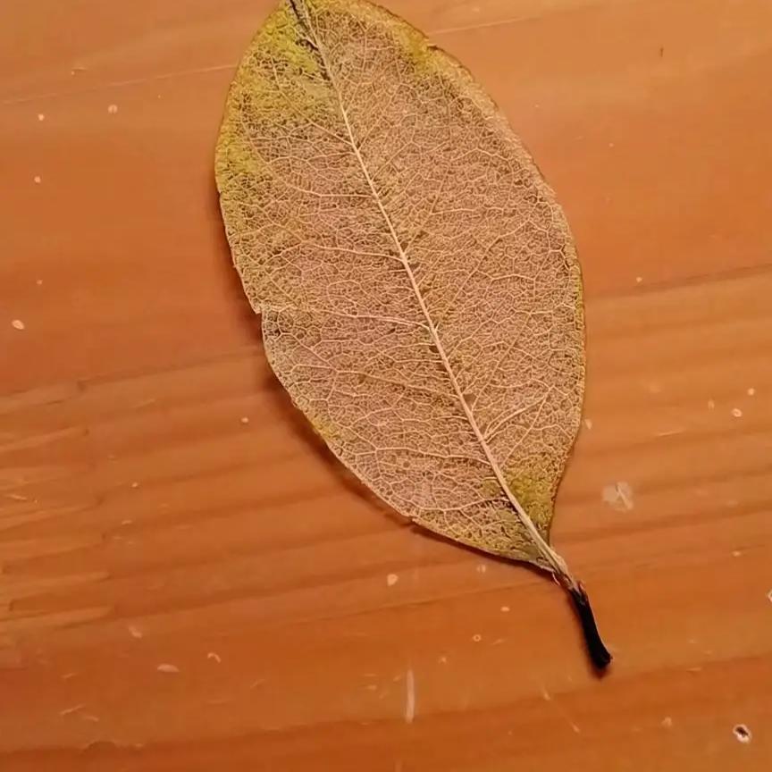( ‘-ωก̀ )