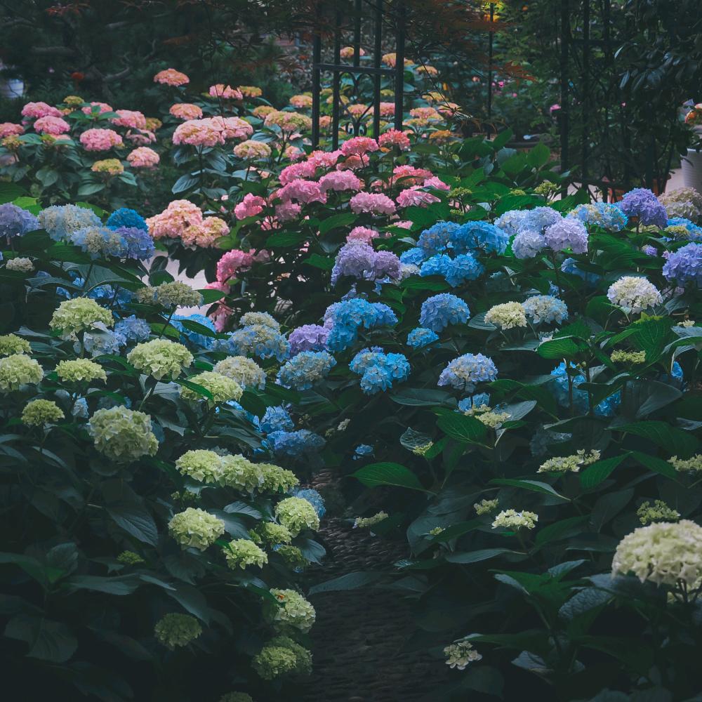 帮你种花呀