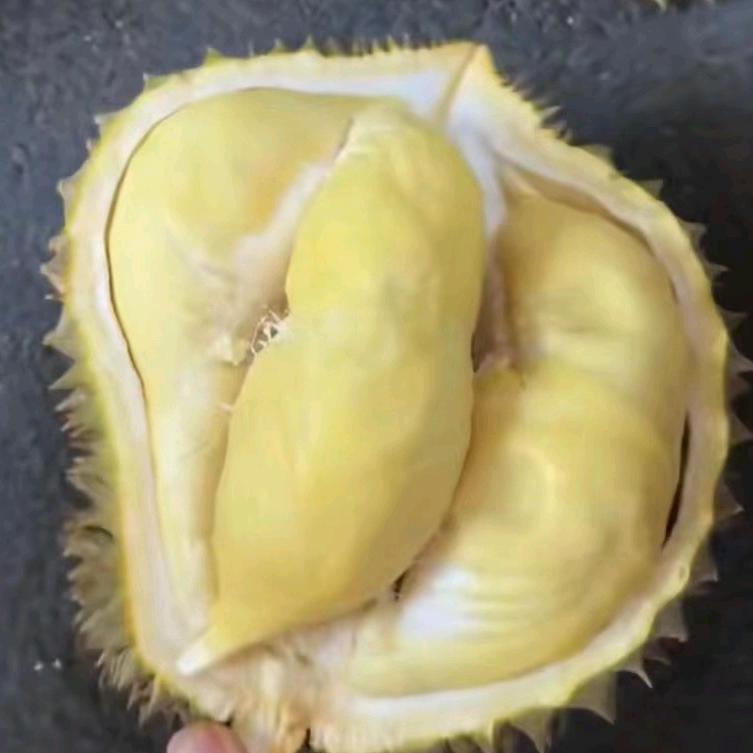 你好 榴了个莲