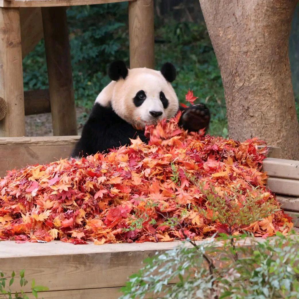 请叫我大头萌