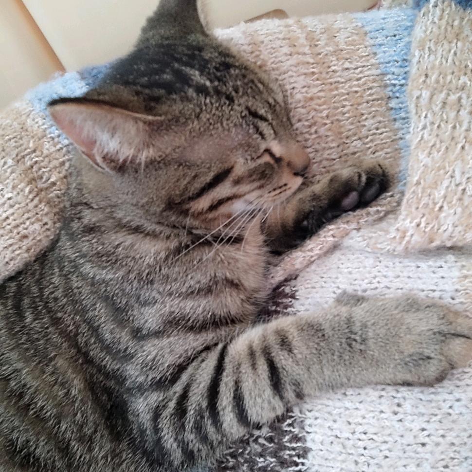 奋斗小青年阿花