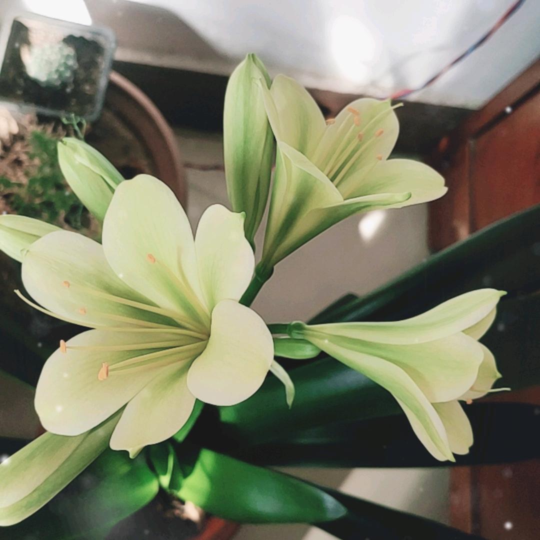 春天