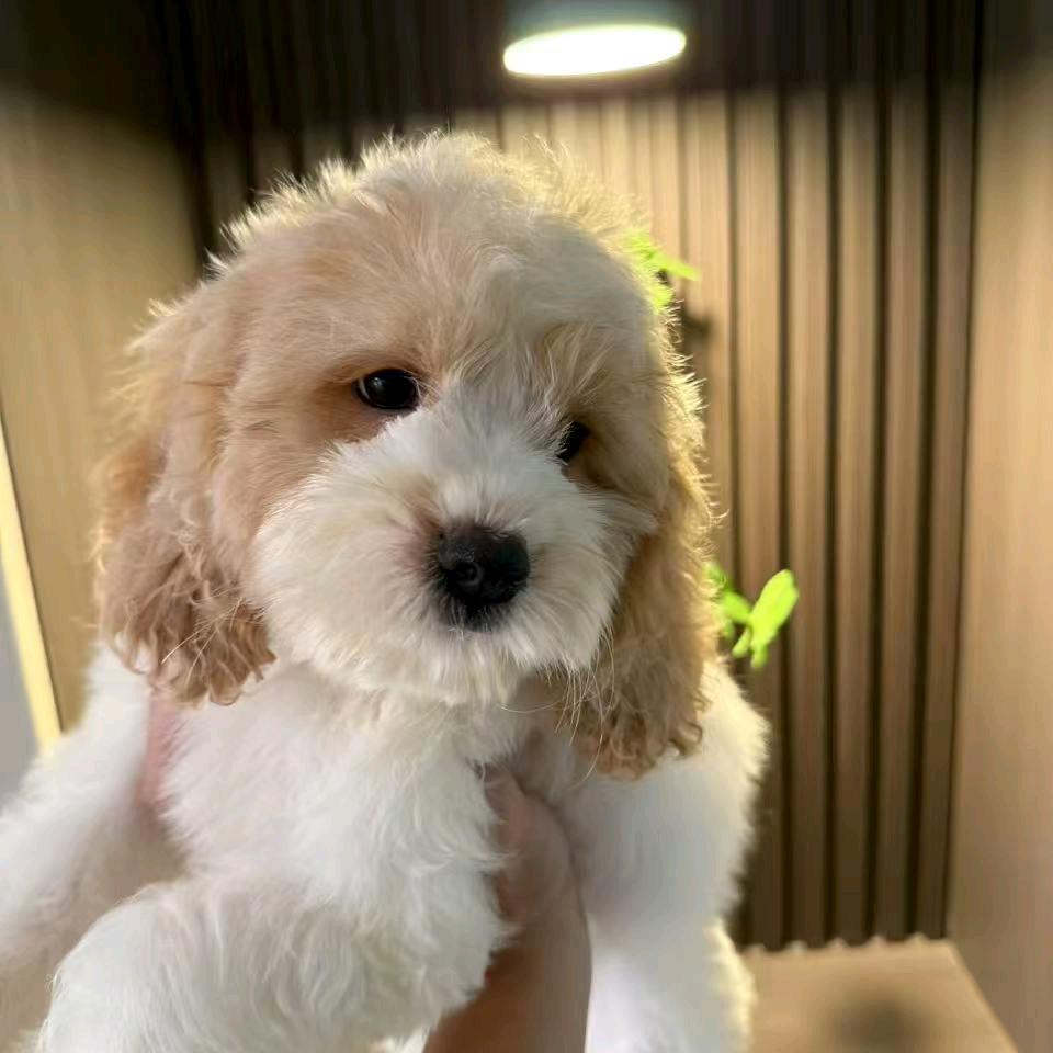 雨贝狼人🐺（英雄联盟）