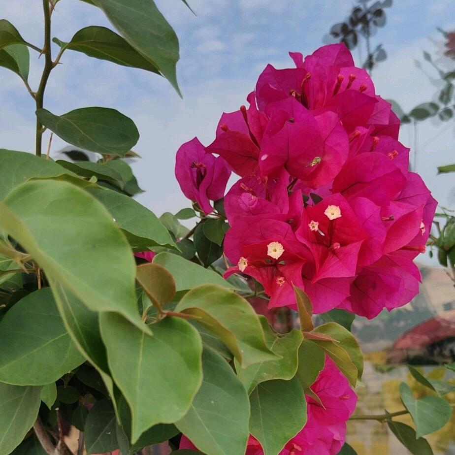 🌸🌺平安顺遂