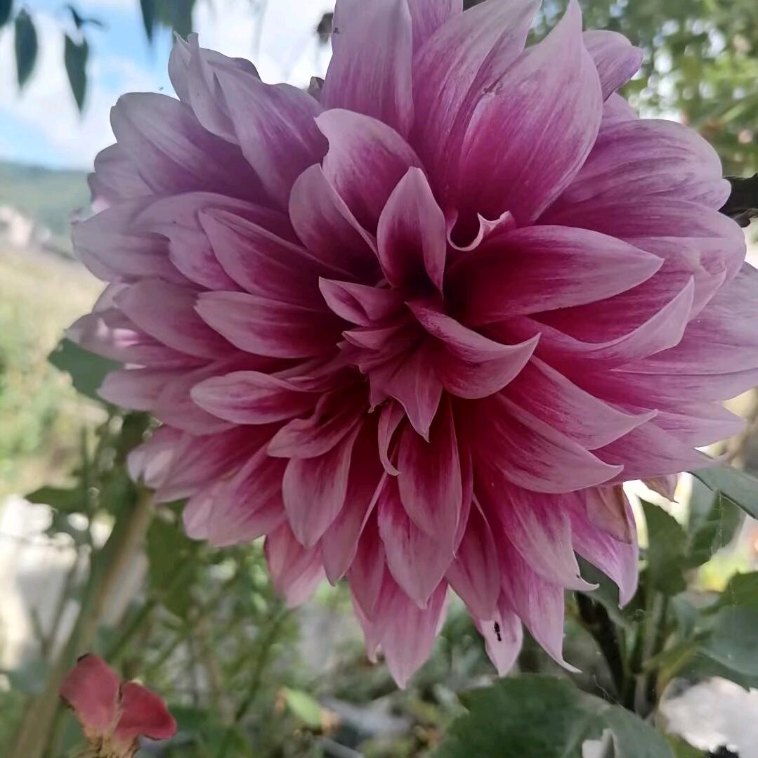 小棵树