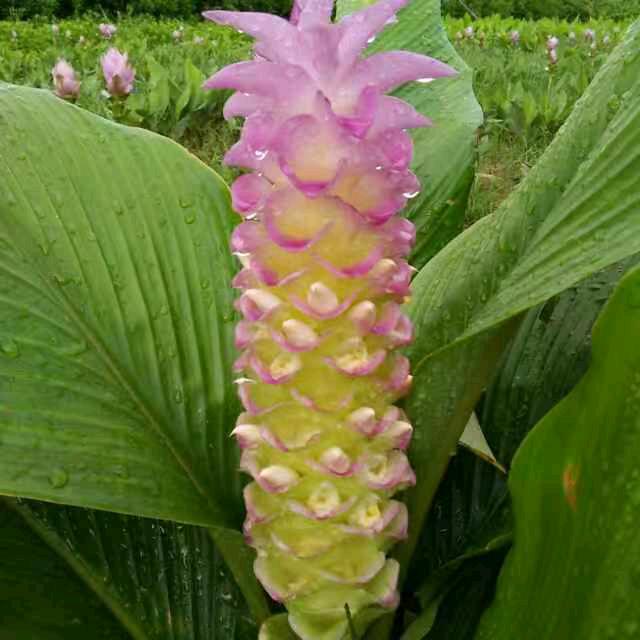南方百草